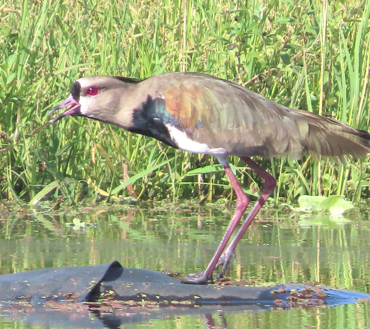 Southern Lapwing - ML609800733