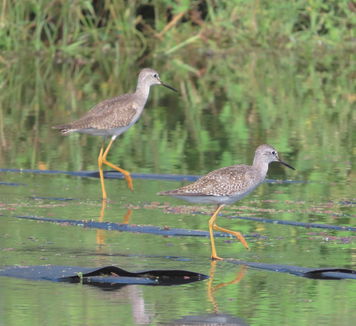 Lesser Yellowlegs - ML609800772