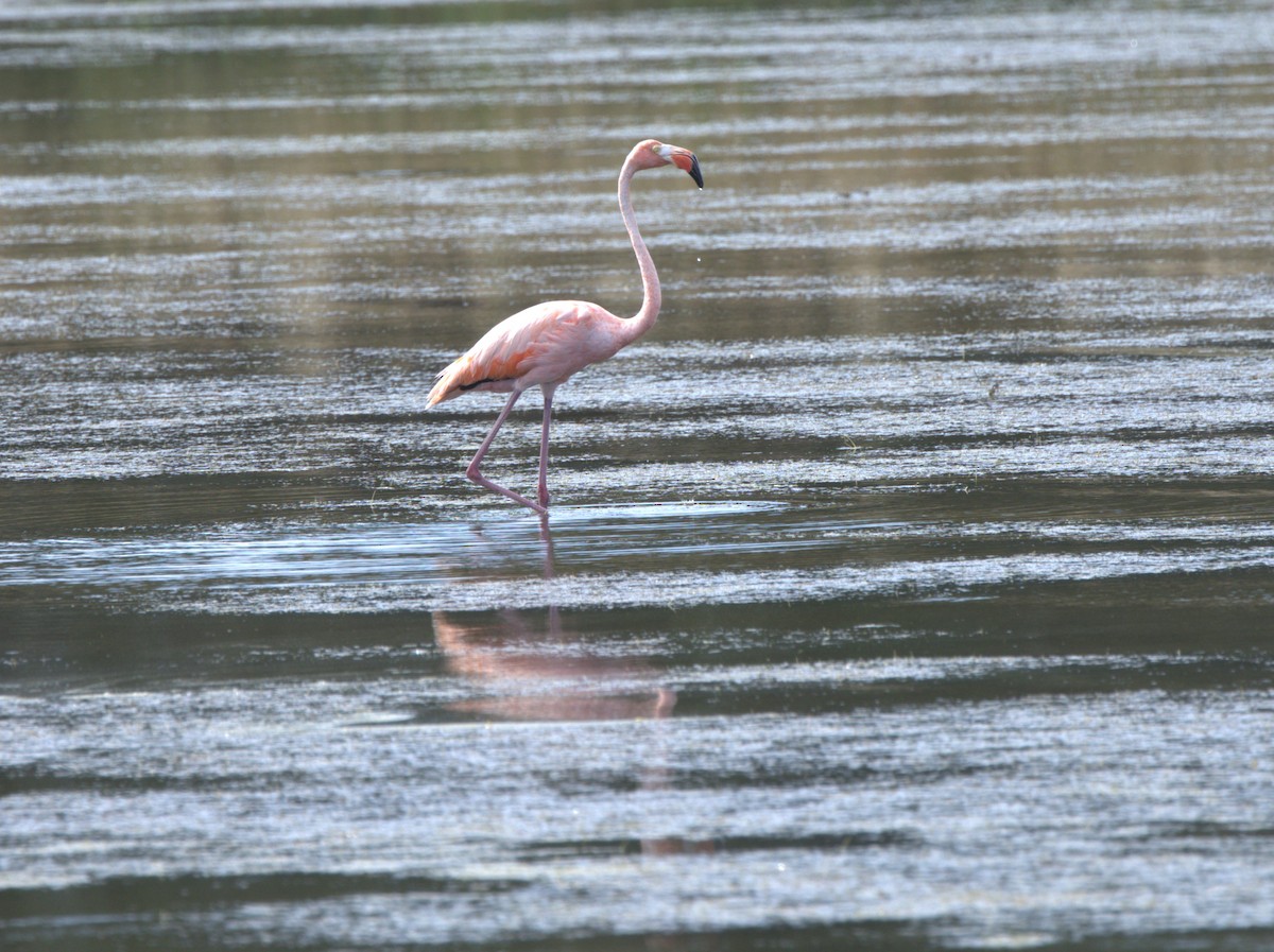 American Flamingo - William Younts