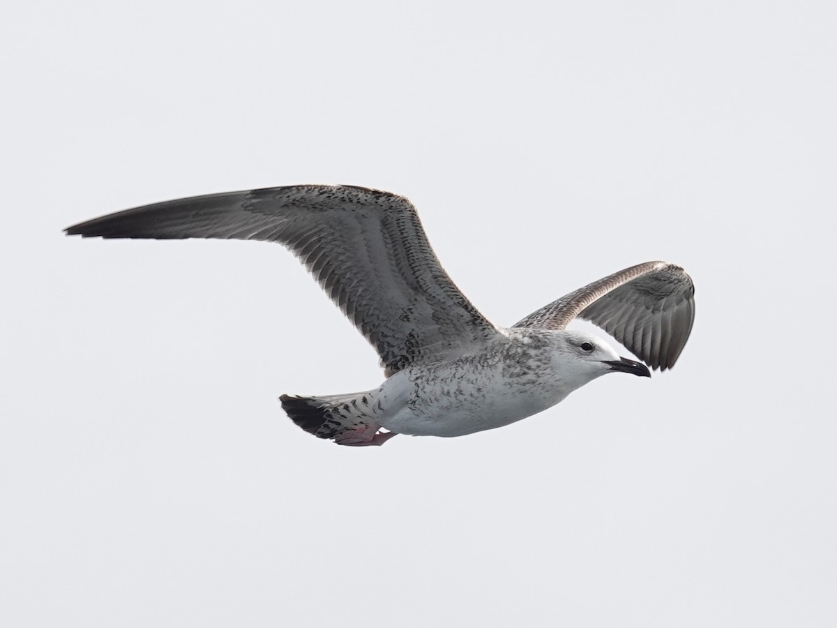 Caspian Gull - Barry Reed