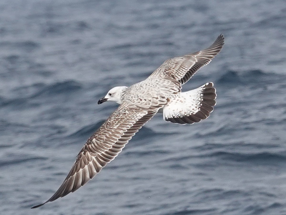 Caspian Gull - ML609800933