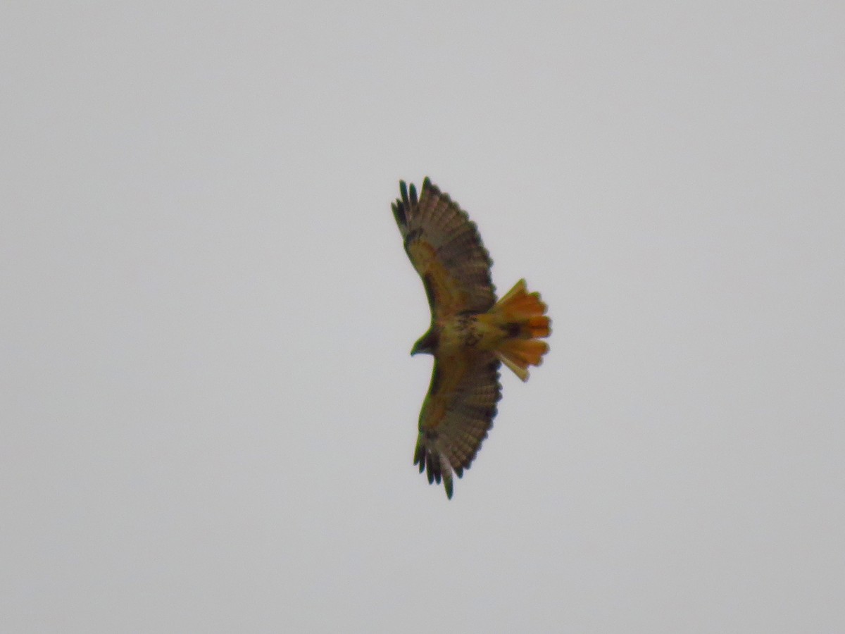 Red-tailed Hawk - ML609800950