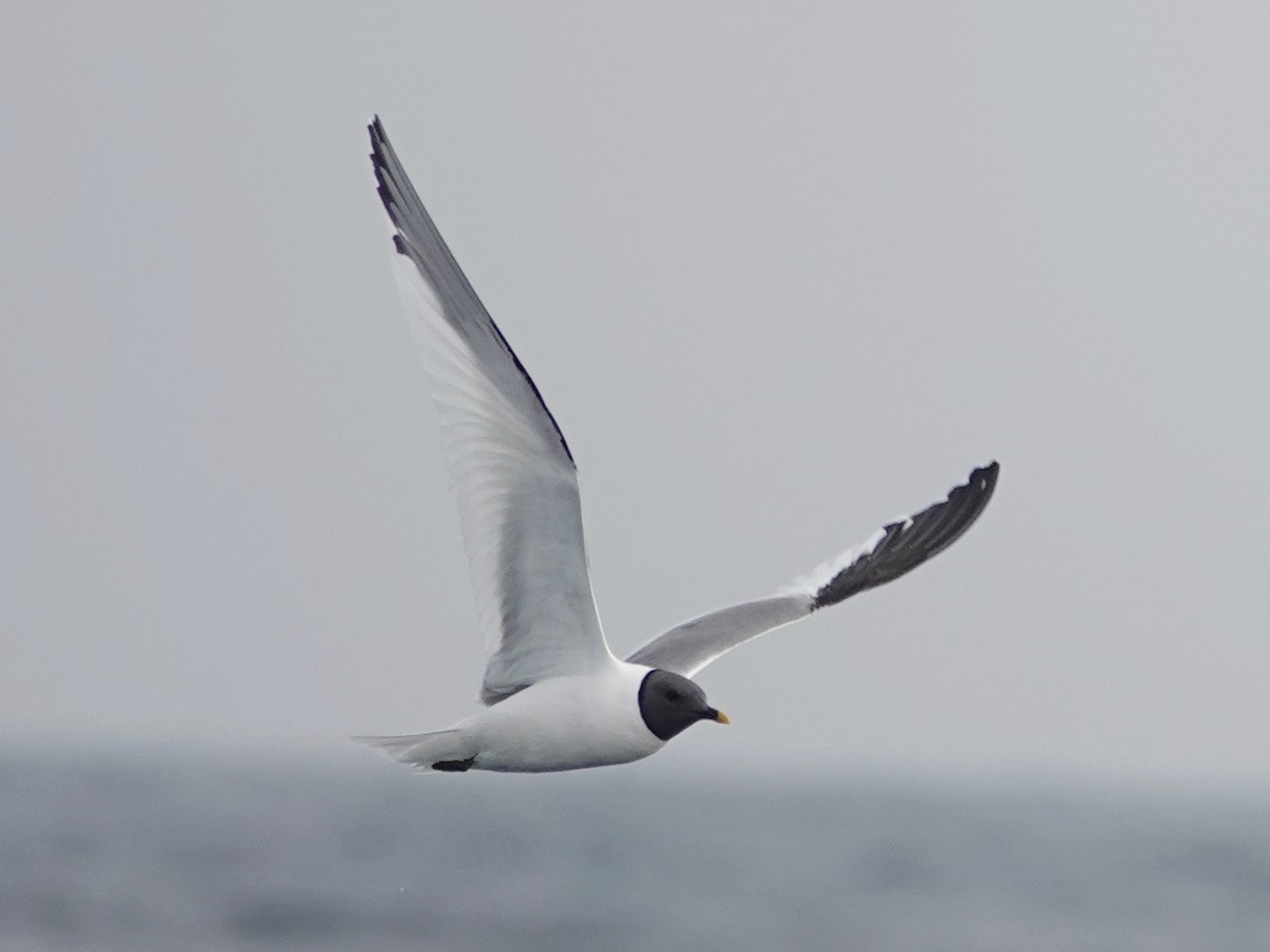 Sabine's Gull - ML609800969