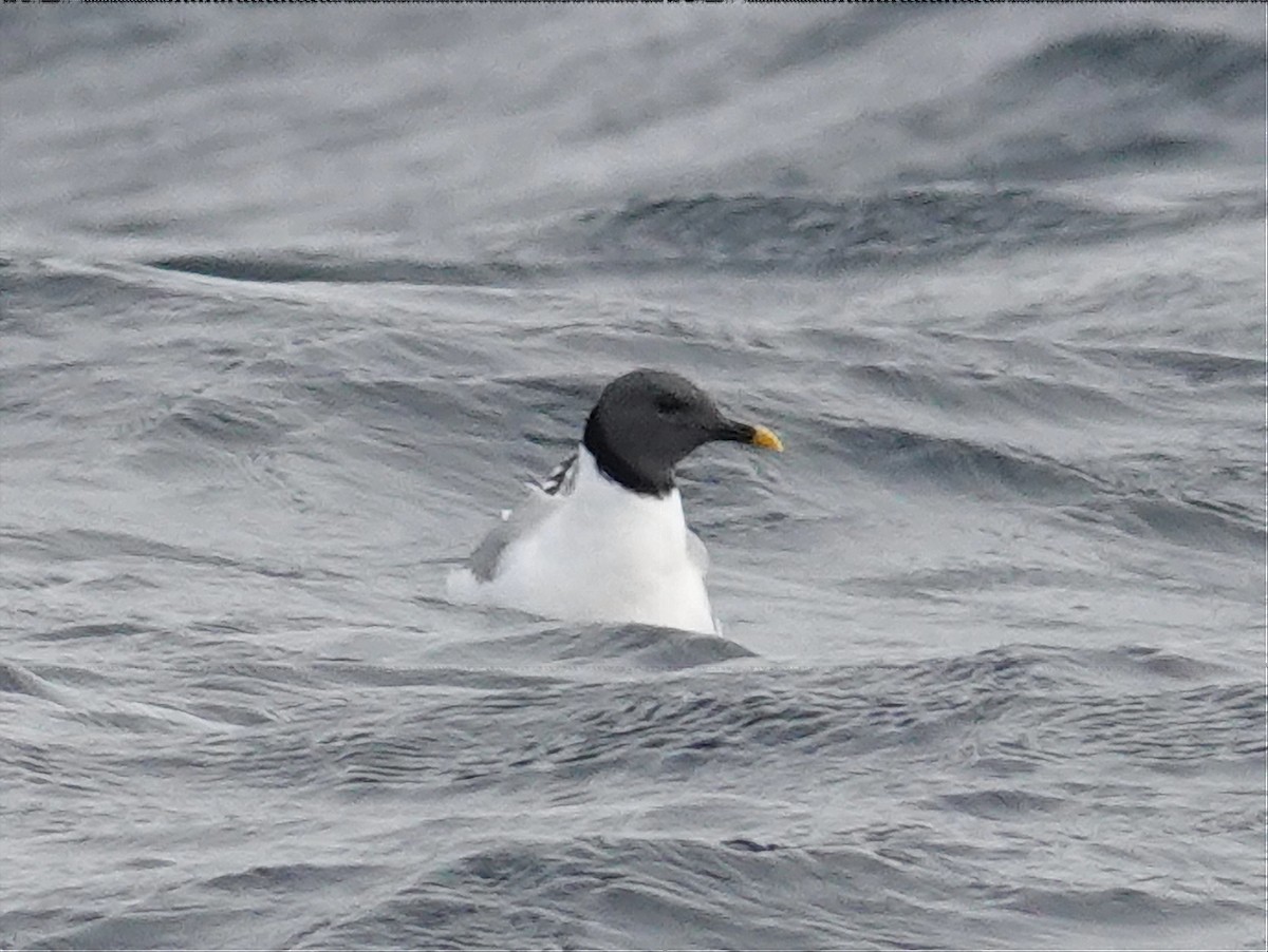 Sabine's Gull - ML609800970