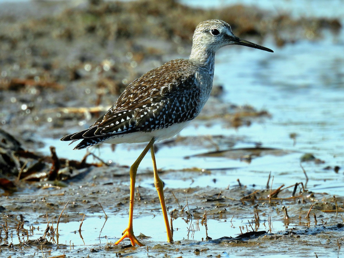 Lesser Yellowlegs - ML609801165