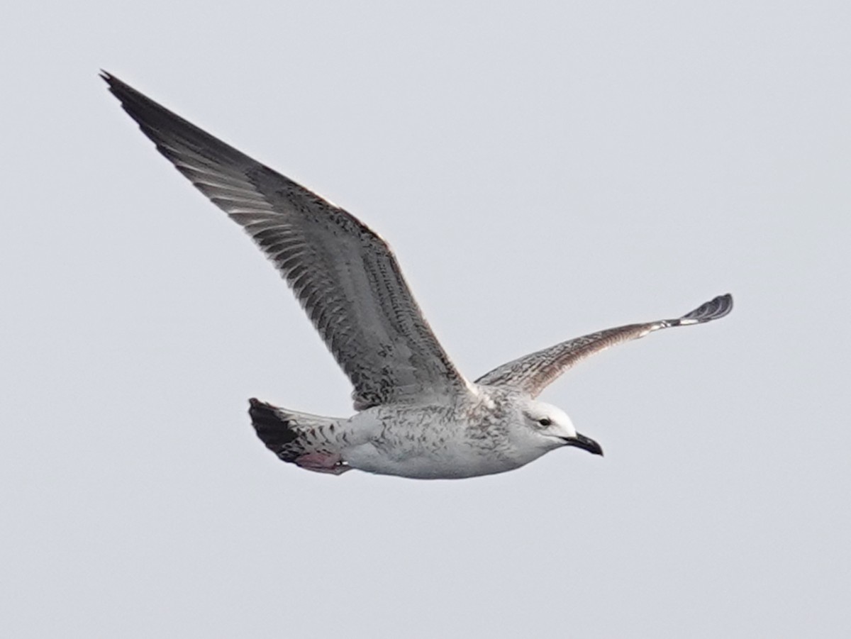 Caspian Gull - ML609801169