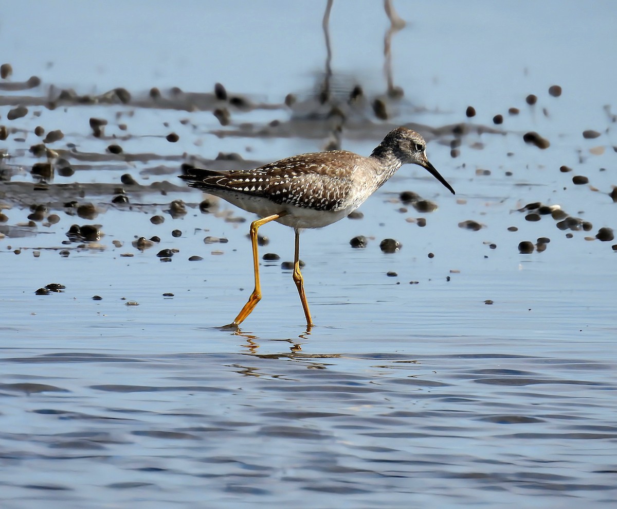 Lesser Yellowlegs - ML609801194