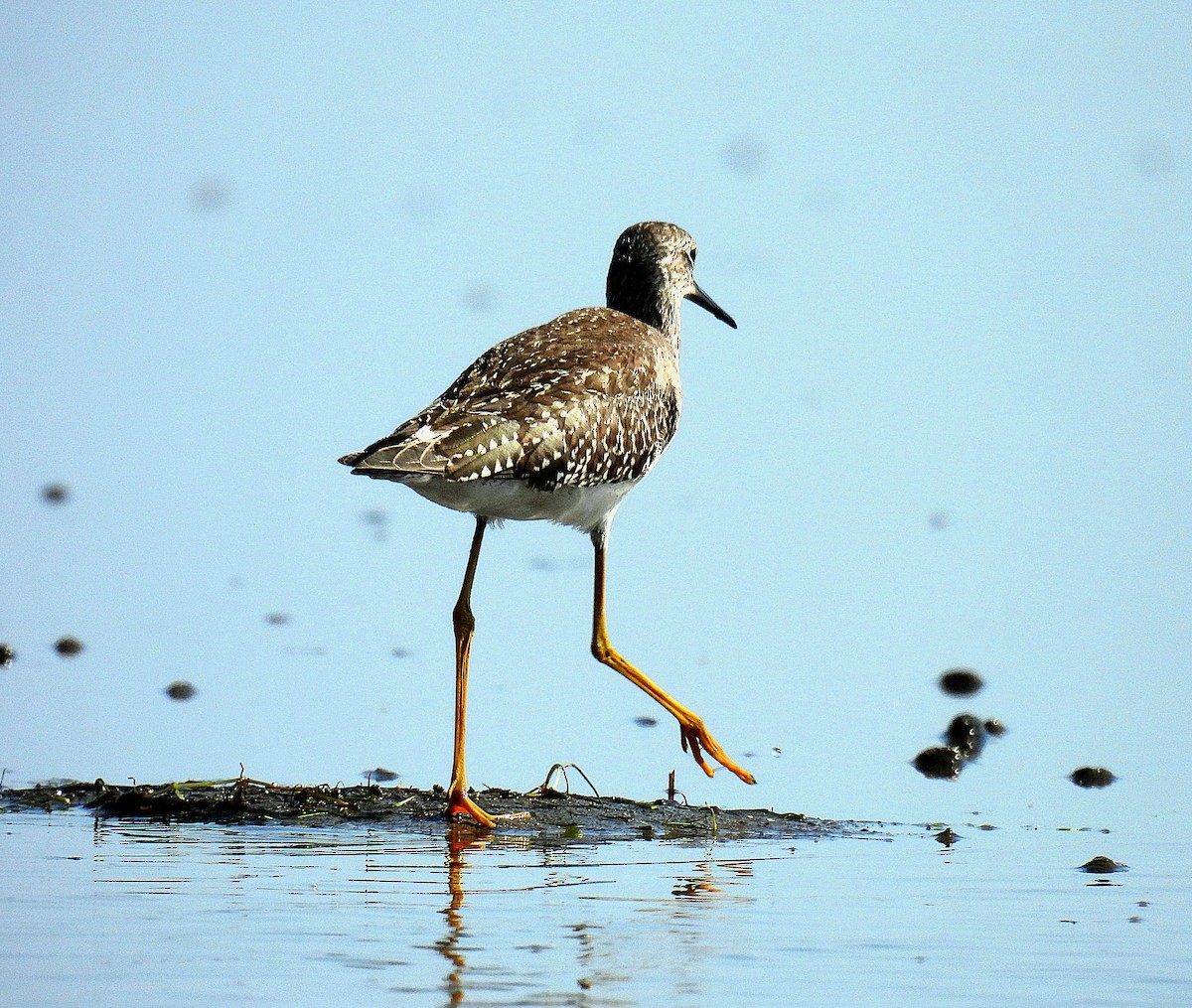 Lesser Yellowlegs - ML609801195