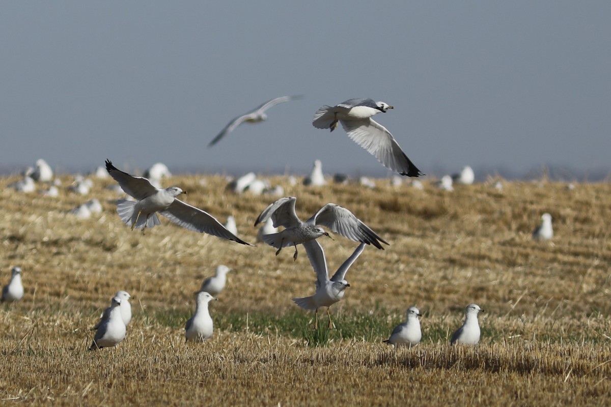 Ring-billed Gull - ML609801251