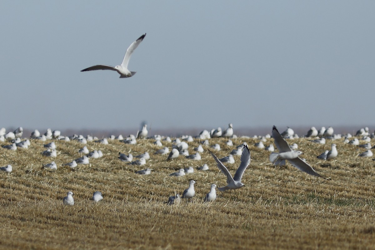 Ring-billed Gull - ML609801252