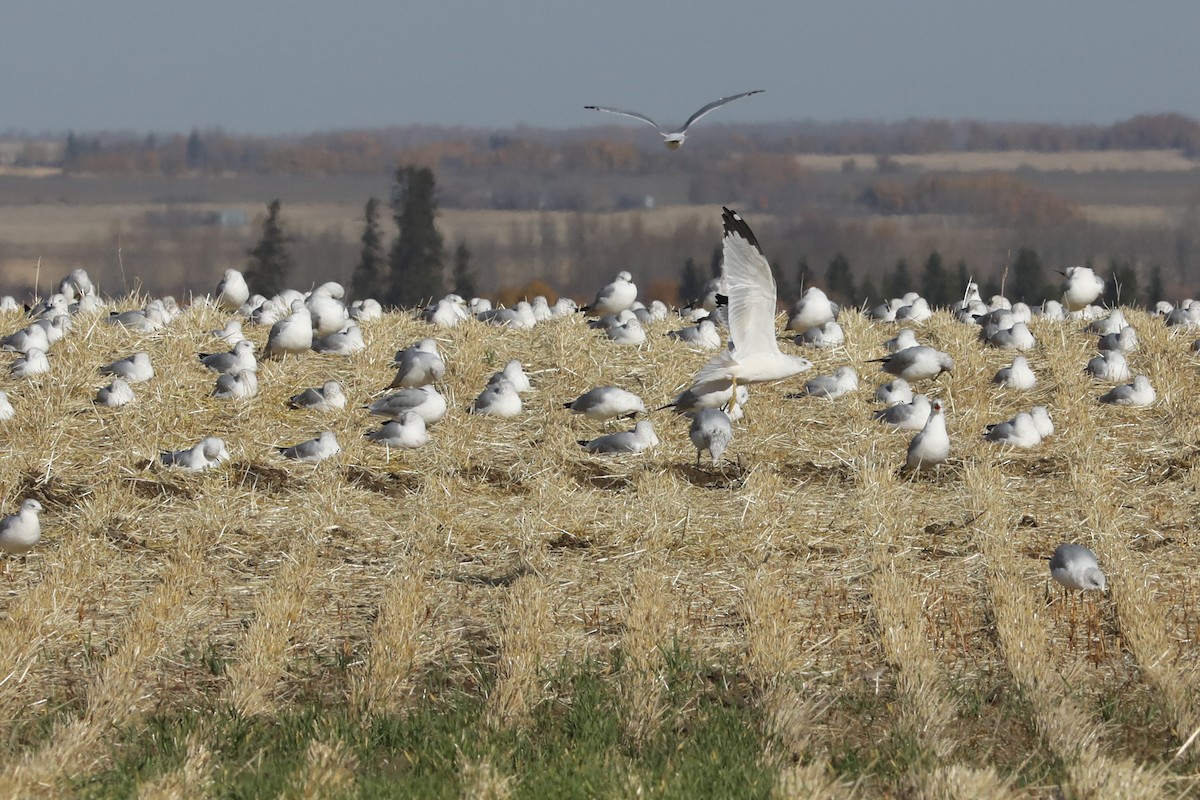 Ring-billed Gull - ML609801253