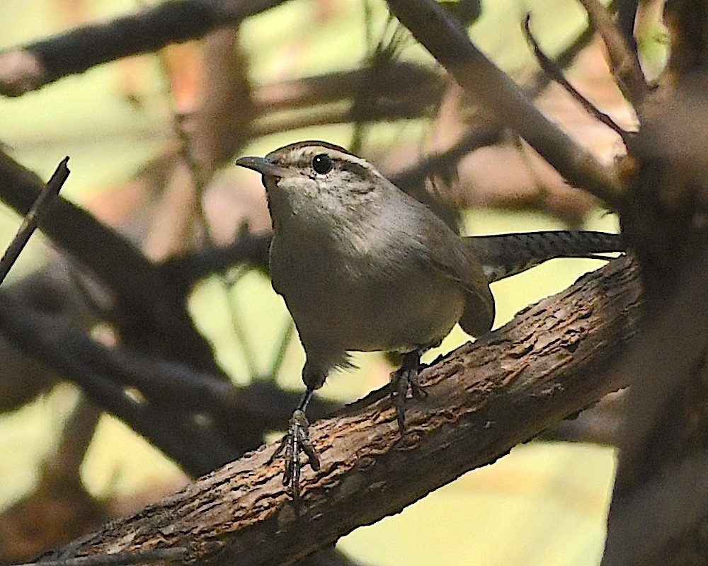 Bewick's Wren - ML609801297