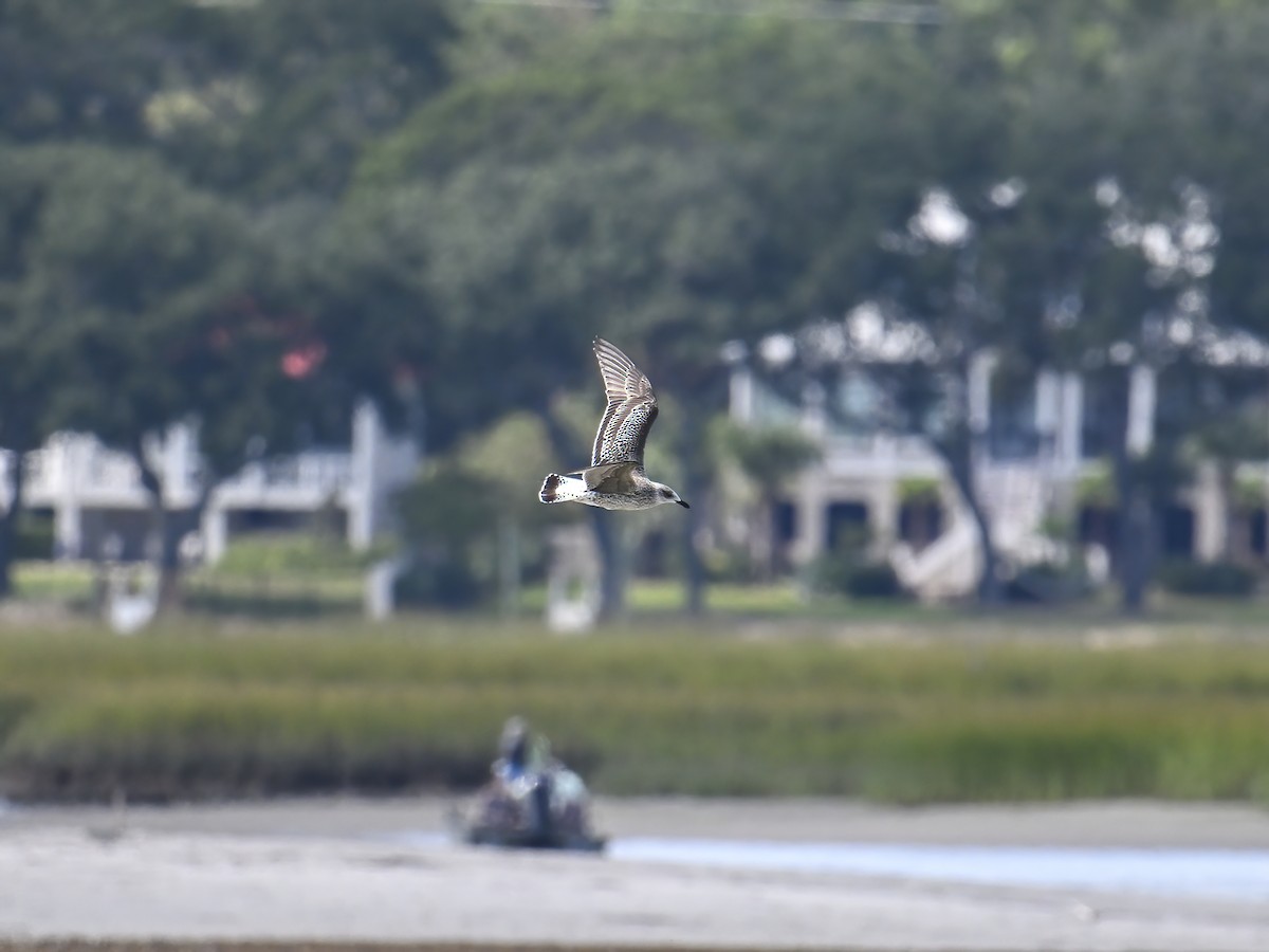 Gaviota Sombría - ML609801464