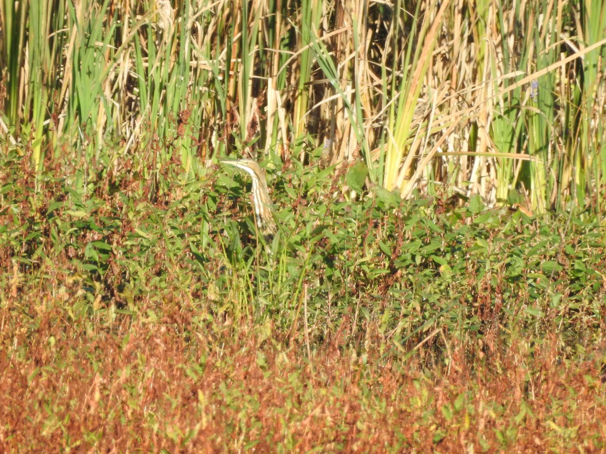 American Bittern - ML609801620