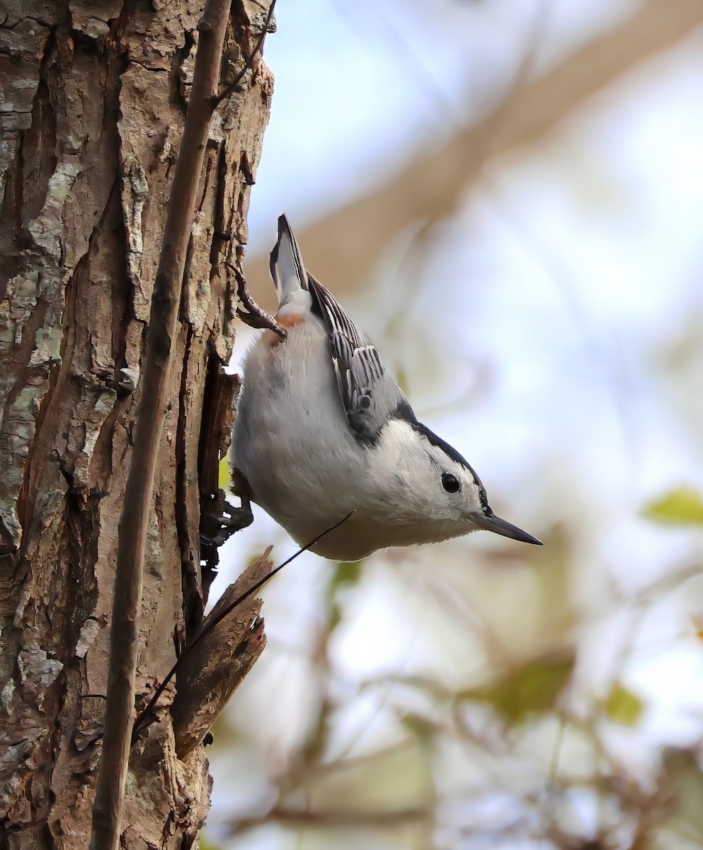White-breasted Nuthatch - ML609801794