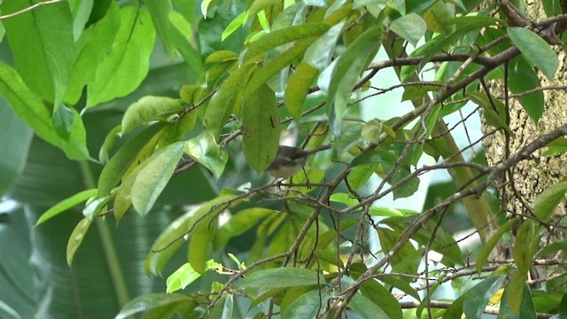 Dohrn's Thrush-Babbler - ML609801946