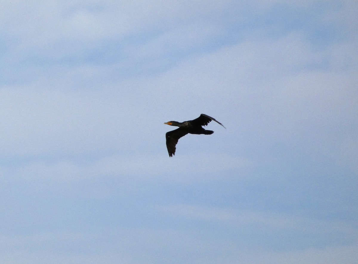 Double-crested Cormorant - ML609801982