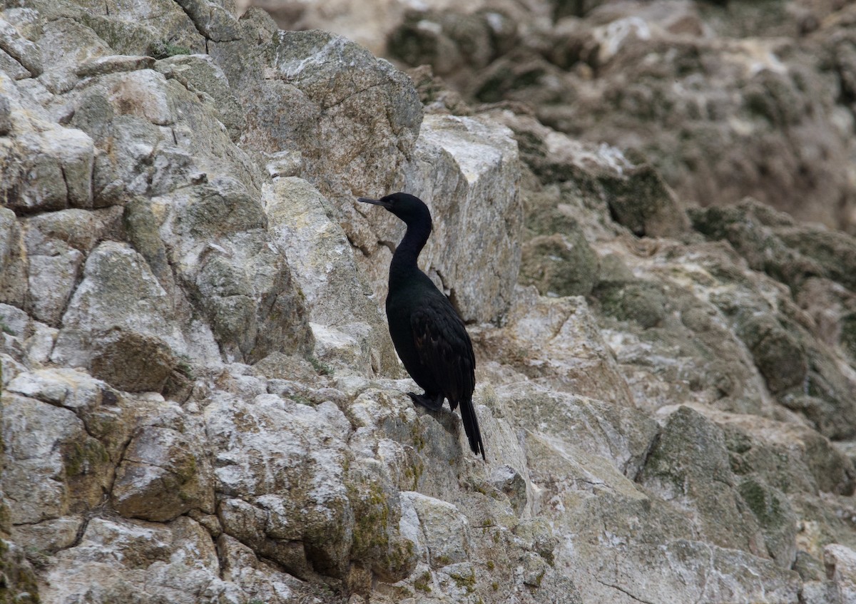 Pelagic Cormorant - ML609802234