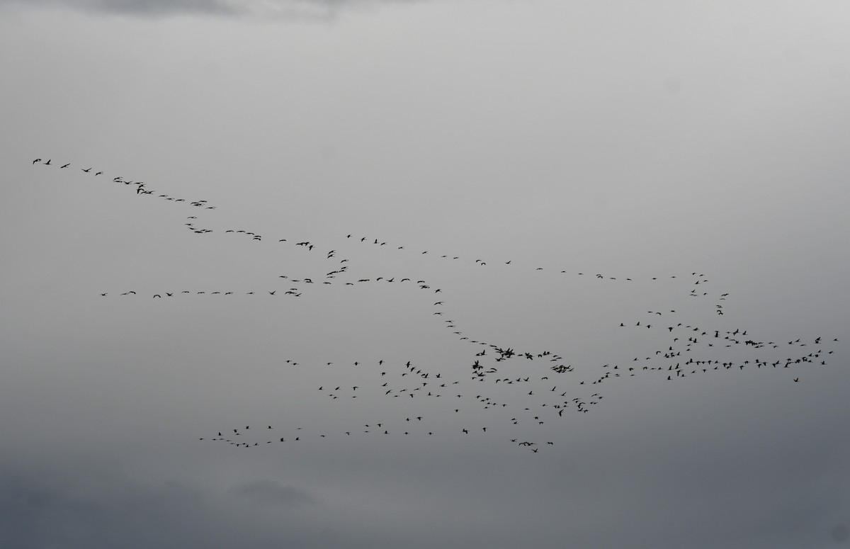 Sandhill Crane - ML609802280