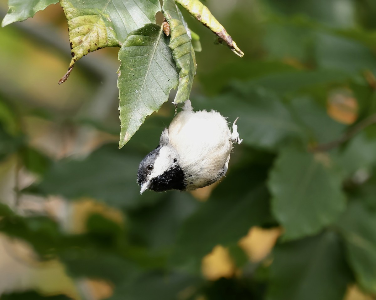 sýkora karolínská - ML609802384