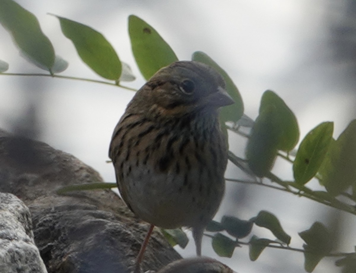 Lincoln's Sparrow - ML609802429
