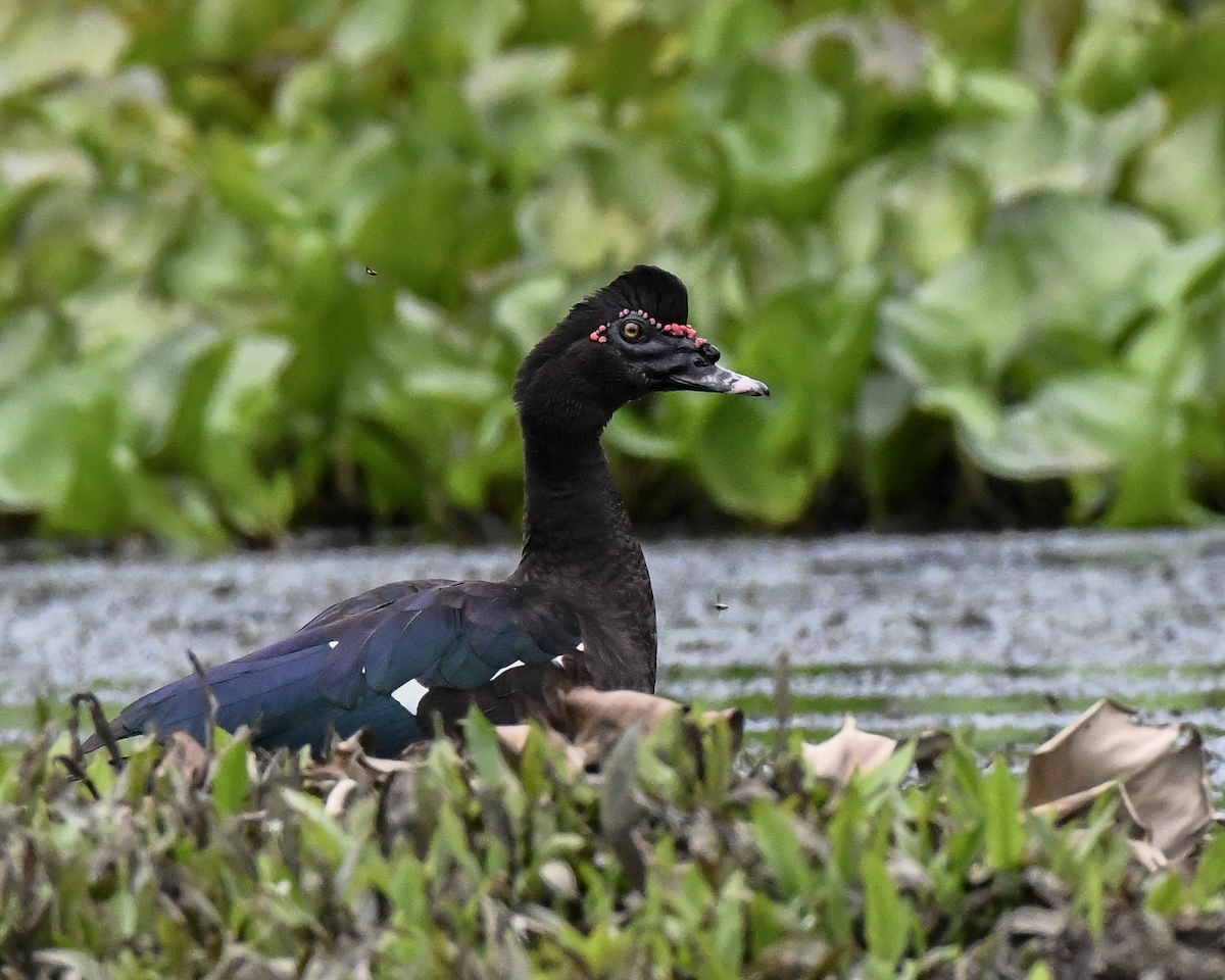 Muscovy Duck - ML609802447