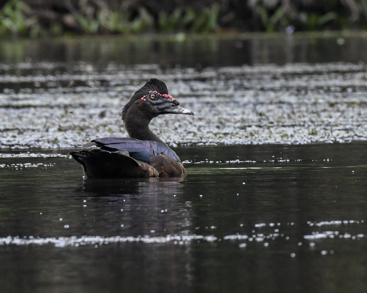 Muscovy Duck - ML609802449