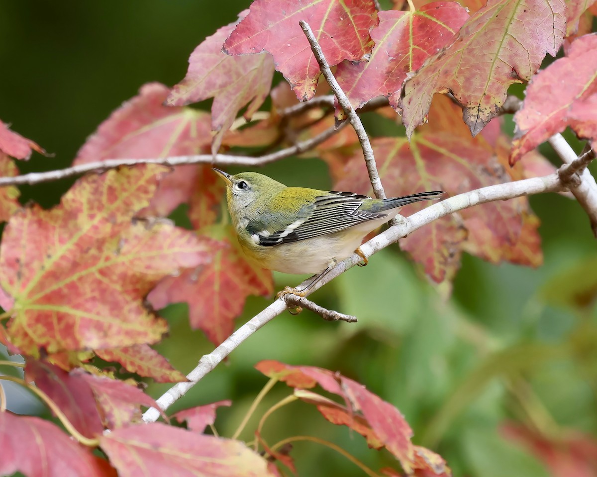 Northern Parula - ML609802454