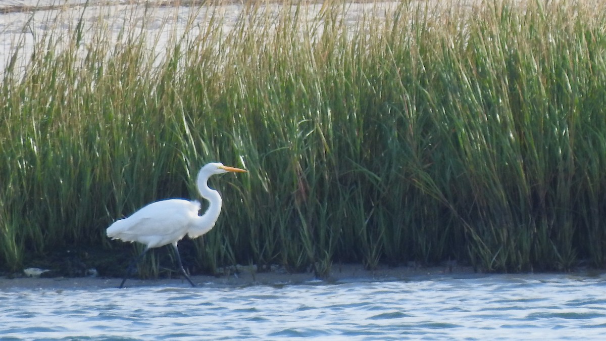 Great Egret - ML609802461