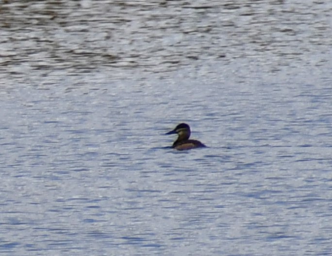 Ruddy Duck - ML609802493