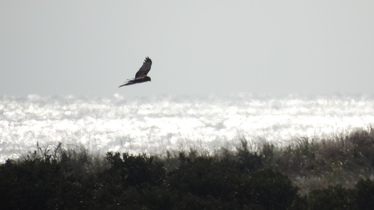 Northern Harrier - ML609802520