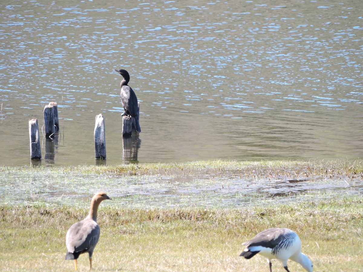 Neotropic Cormorant - Franco Maroni Georgieff