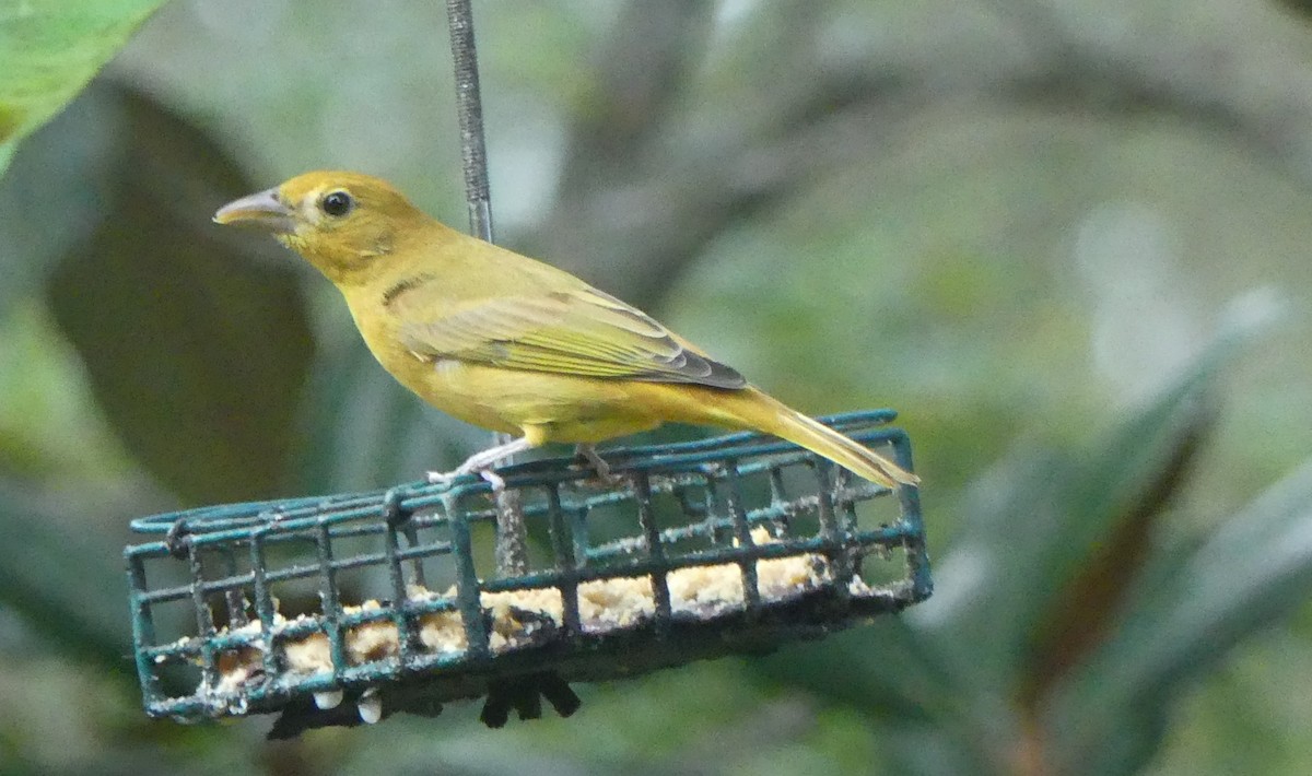 Summer Tanager - ML609802619