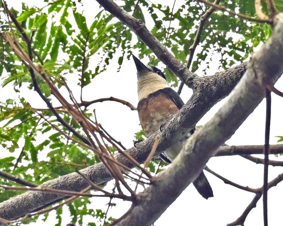 Brown-banded Puffbird - ML609802724