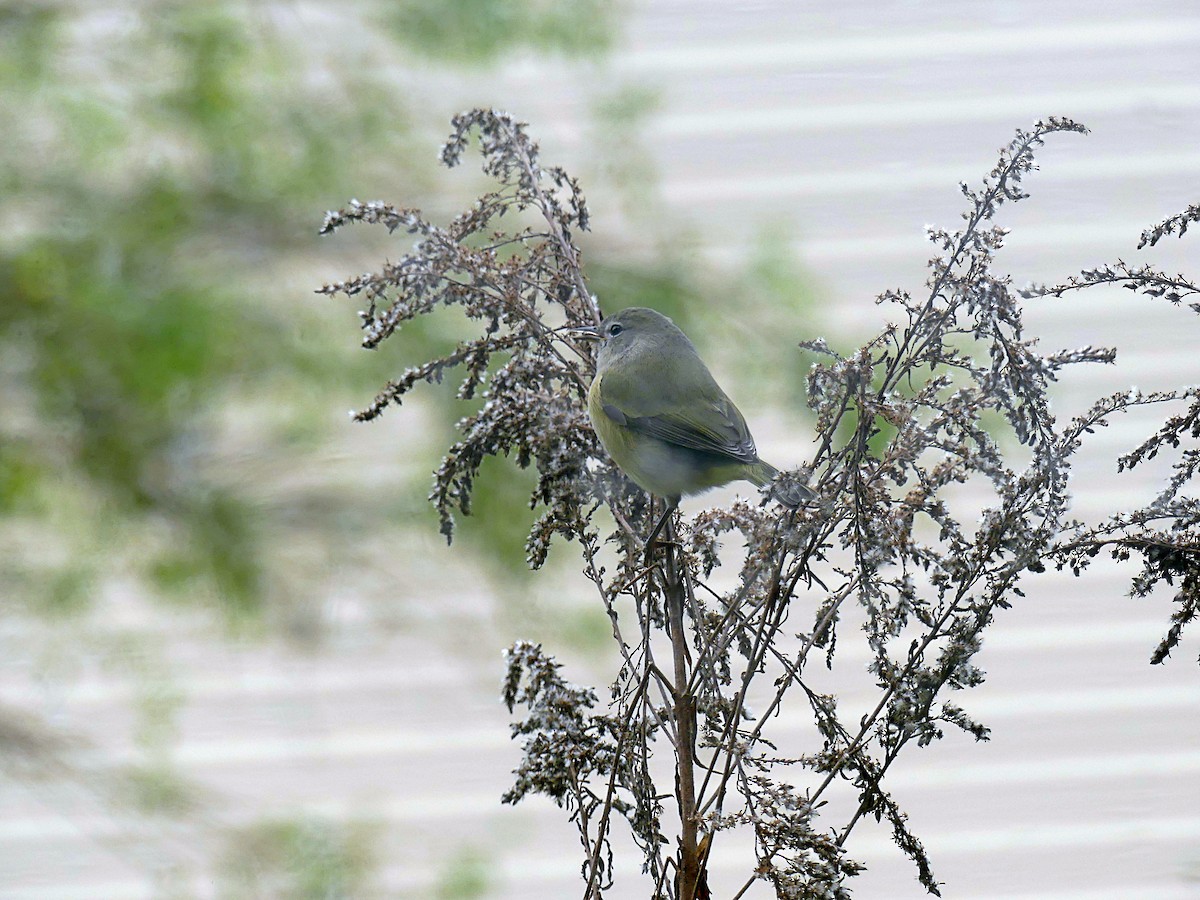 Orange-crowned Warbler - ML609802728