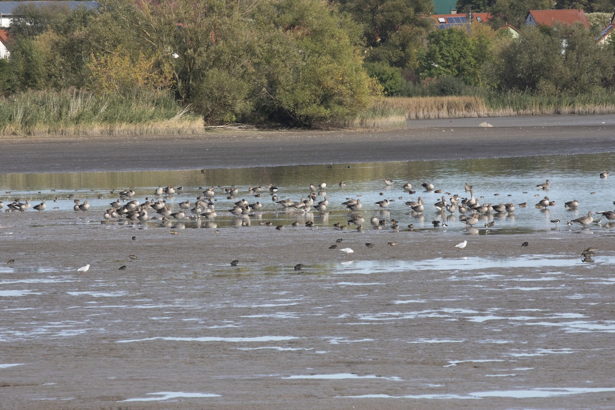 Graylag Goose - ML609802774