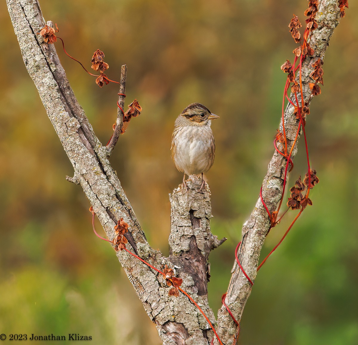 Swamp Sparrow - ML609802819