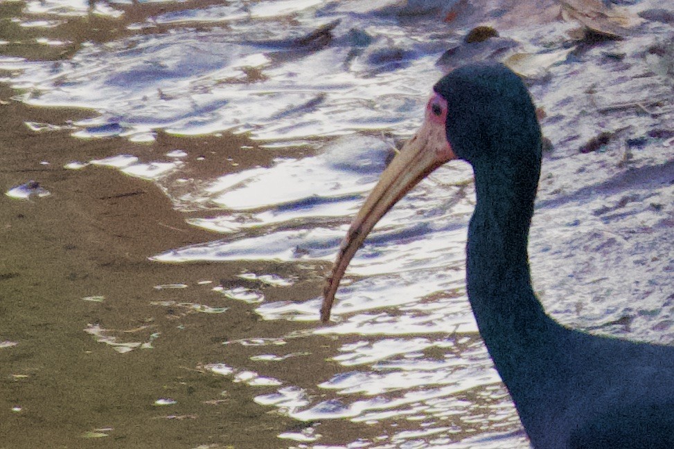 Bare-faced Ibis - ML609802840