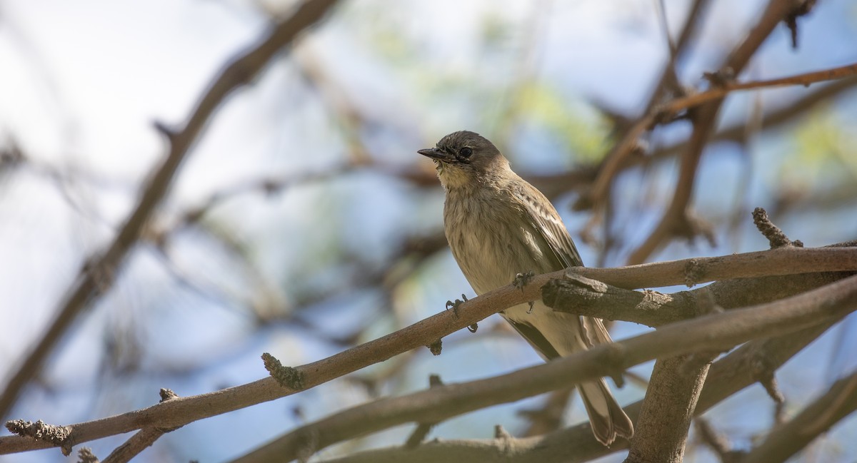 Yellow-rumped Warbler (Audubon's) - Michael Sadat