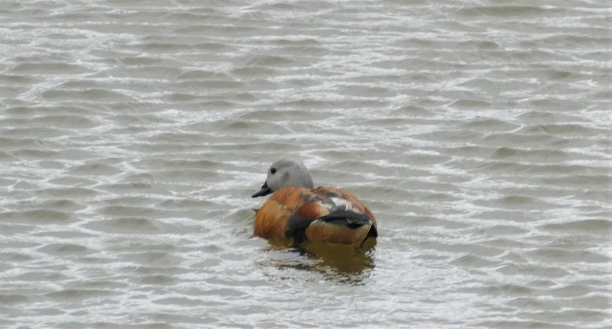 South African Shelduck - ML609802940