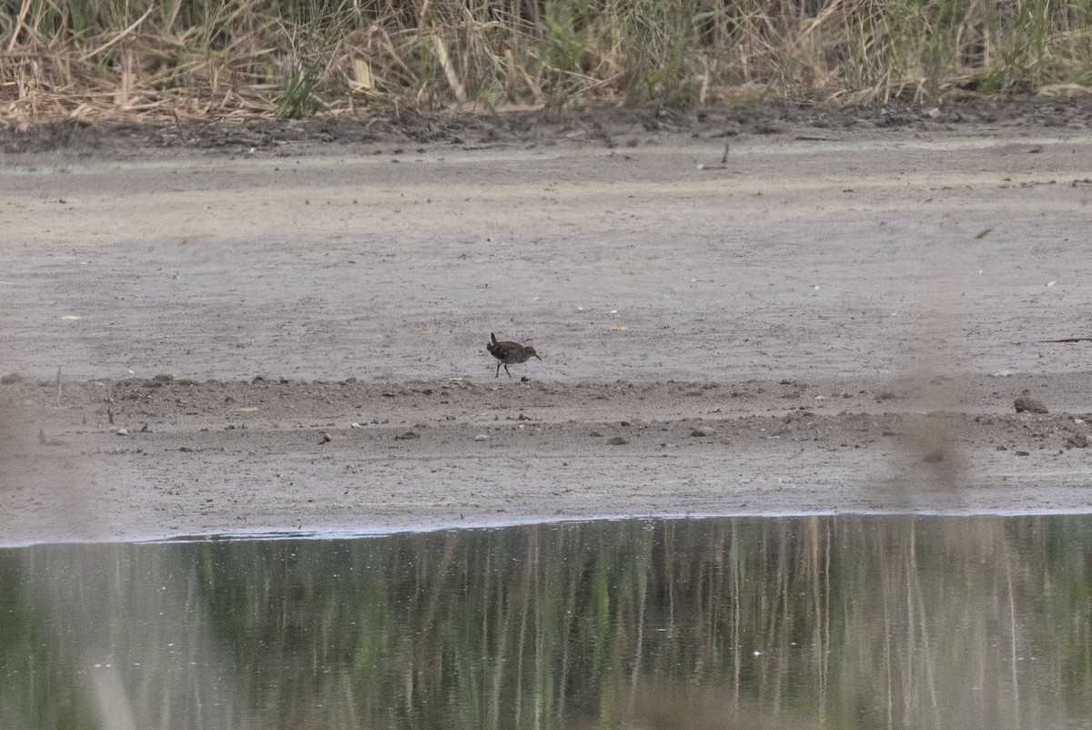 Water Rail - ML609802950