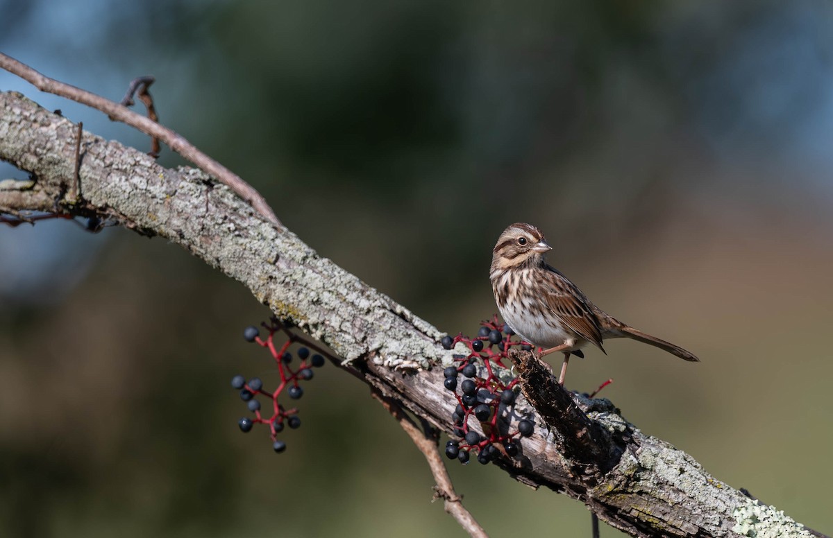 Song Sparrow - ML609802976