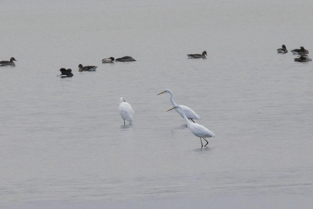 Great Egret - ML609802980