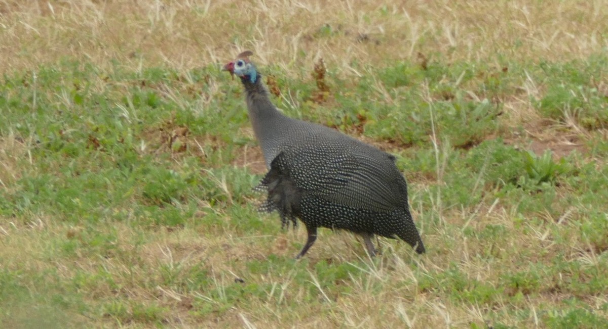 Helmeted Guineafowl (Tufted) - ML609802985