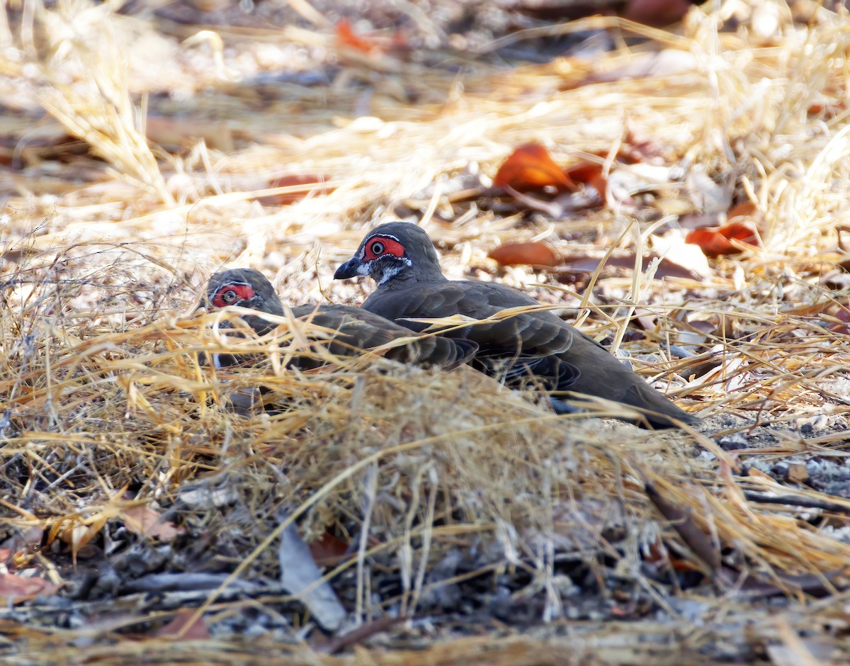 Partridge Pigeon - ML609803017