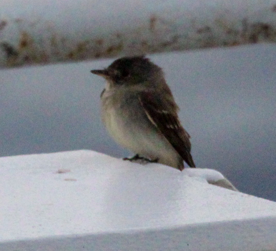 Eastern Wood-Pewee - ML609803020