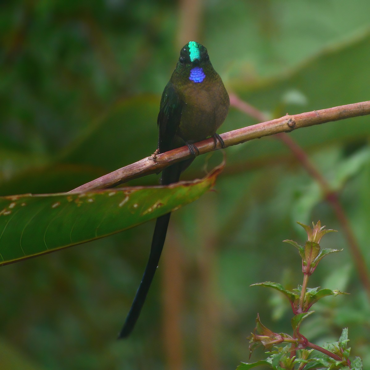 Violet-tailed Sylph - Gary Rosenberg