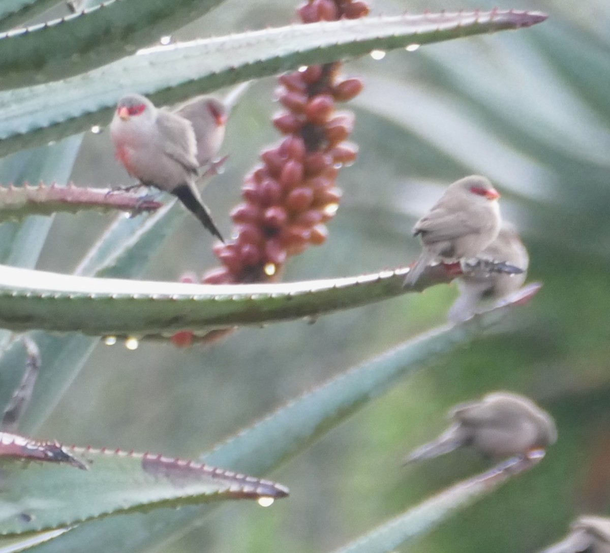 Common Waxbill - ML609803075