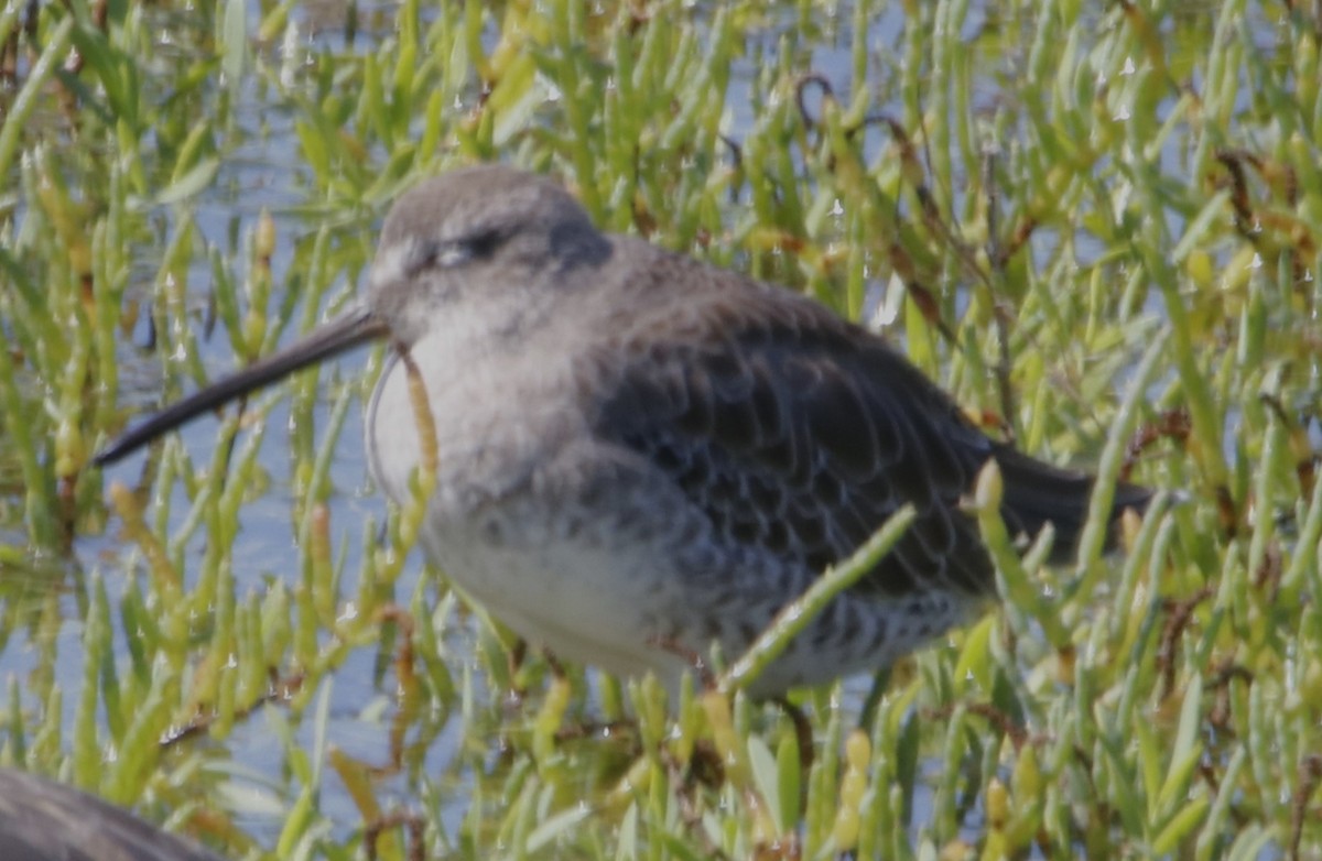 Long-billed Dowitcher - ML609803096