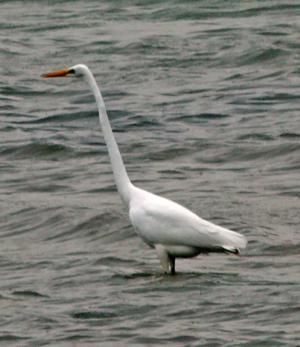 Great Egret - Diane Drobka